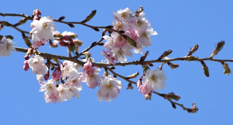 Photo of cherry blossoms in bloom